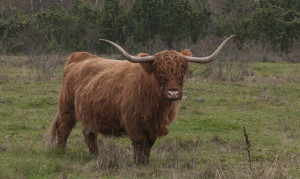 En ko av rasen skotsk höglandsboskap, som under hela 2000-talet varit med och hållt det öländska naturreservatet Beijershamn öppet och välbetat. Till gagn för örter, fjärilar, svampar och vadarfåglar. 